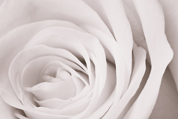 Image showing white rose close up