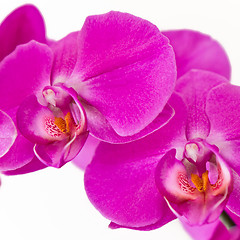 Image showing pink orchid