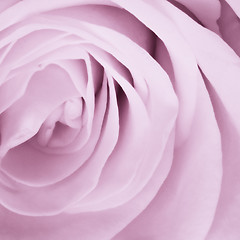 Image showing violet rose close up