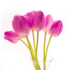 Image showing bunch of tulips