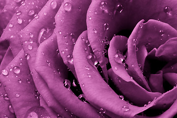 Image showing pink rose