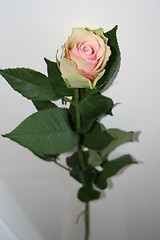 Image showing Pink rose