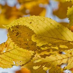 Image showing autumn foliage