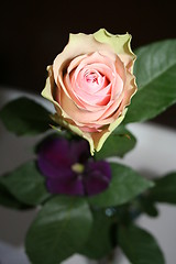 Image showing Beautiful pink rose together with clematis