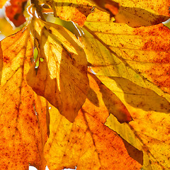 Image showing autumn foliage