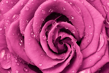 Image showing pink rose