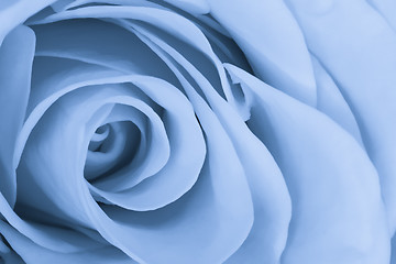 Image showing blue rose close up