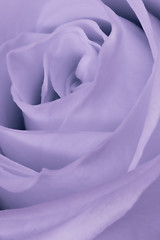 Image showing violet rose close up