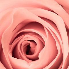 Image showing pink rose close up