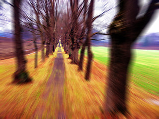 Image showing autumn avenue