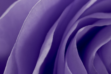 Image showing violet rose macro