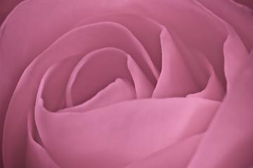 Image showing pink rose macro