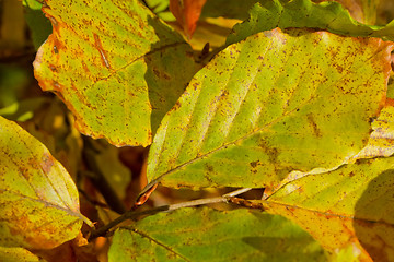 Image showing autumn foliage