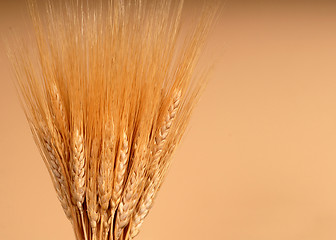 Image showing Shafts of wheat