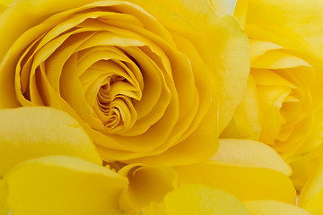 Image showing yellow rose macro