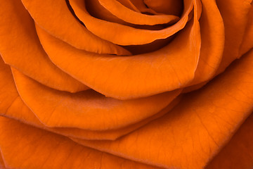 Image showing orange rose