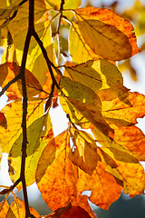 Image showing autumn foliage