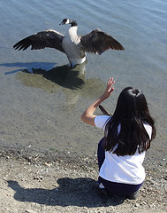 Image showing A girl talking to a goose