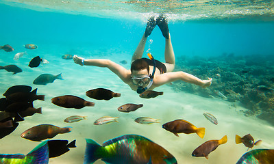 Image showing Snorkeler. Red sea