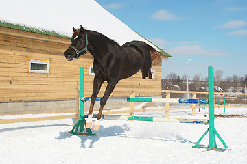 Image showing Jumping horse