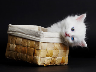 Image showing White kitten in a basket.