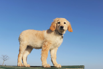 Image showing puppy hovawart