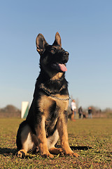 Image showing puppy german shepherd