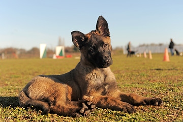 Image showing puppy malinois