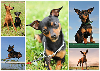 Image showing miniature pinscher