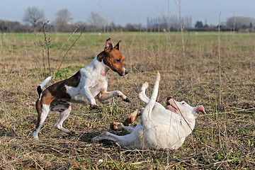 Image showing playing dogs