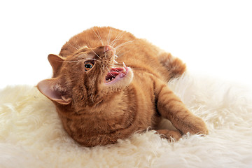 Image showing angry cat