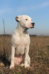 Image showing puppy dogo argentino