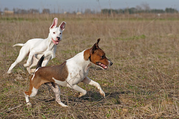 Image showing playing dogs