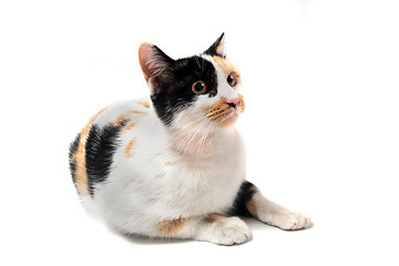 Image showing tricolor cat