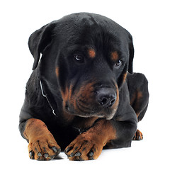 Image showing cute rottweiler