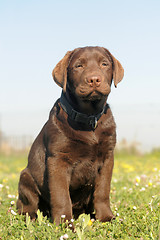 Image showing puppy labrador retriever