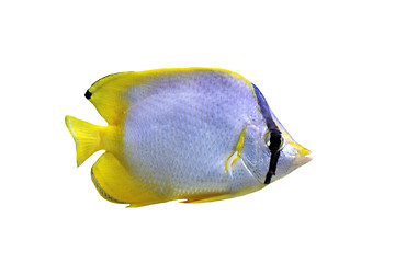 Image showing chaetodon ocellatus