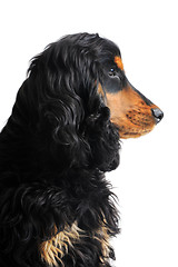 Image showing puppy english cocker