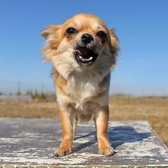 Image showing growling chihuahua