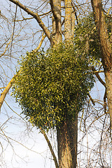 Image showing Mistletoe plants - Viscum album