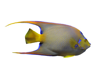 Image showing Queen Angelfish