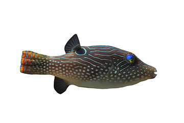 Image showing canthigaster solandri