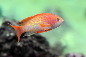 Image showing Anthias fish