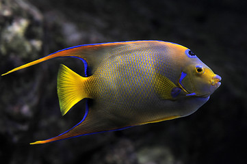 Image showing Queen Angelfish