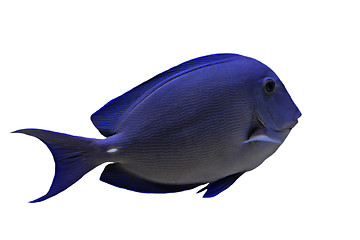 Image showing blue Tang fish