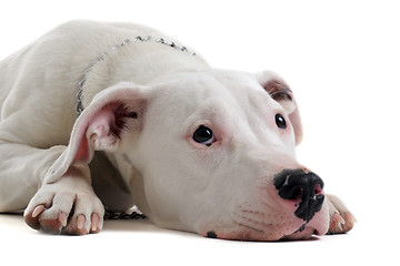 Image showing young  dogo argentino