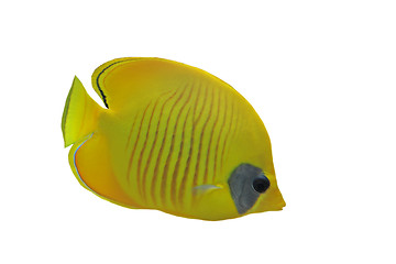 Image showing Masked butterflyfish (chaetodon larvatus)