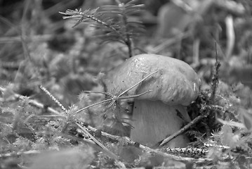 Image showing Boletus Mushroom, Dolomites