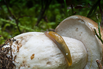 Image showing Snail moving on a Boletus Mushroom