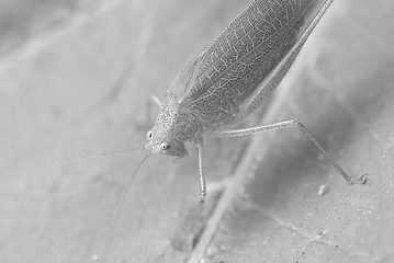 Image showing Grasshopper over a Leaf, Italy